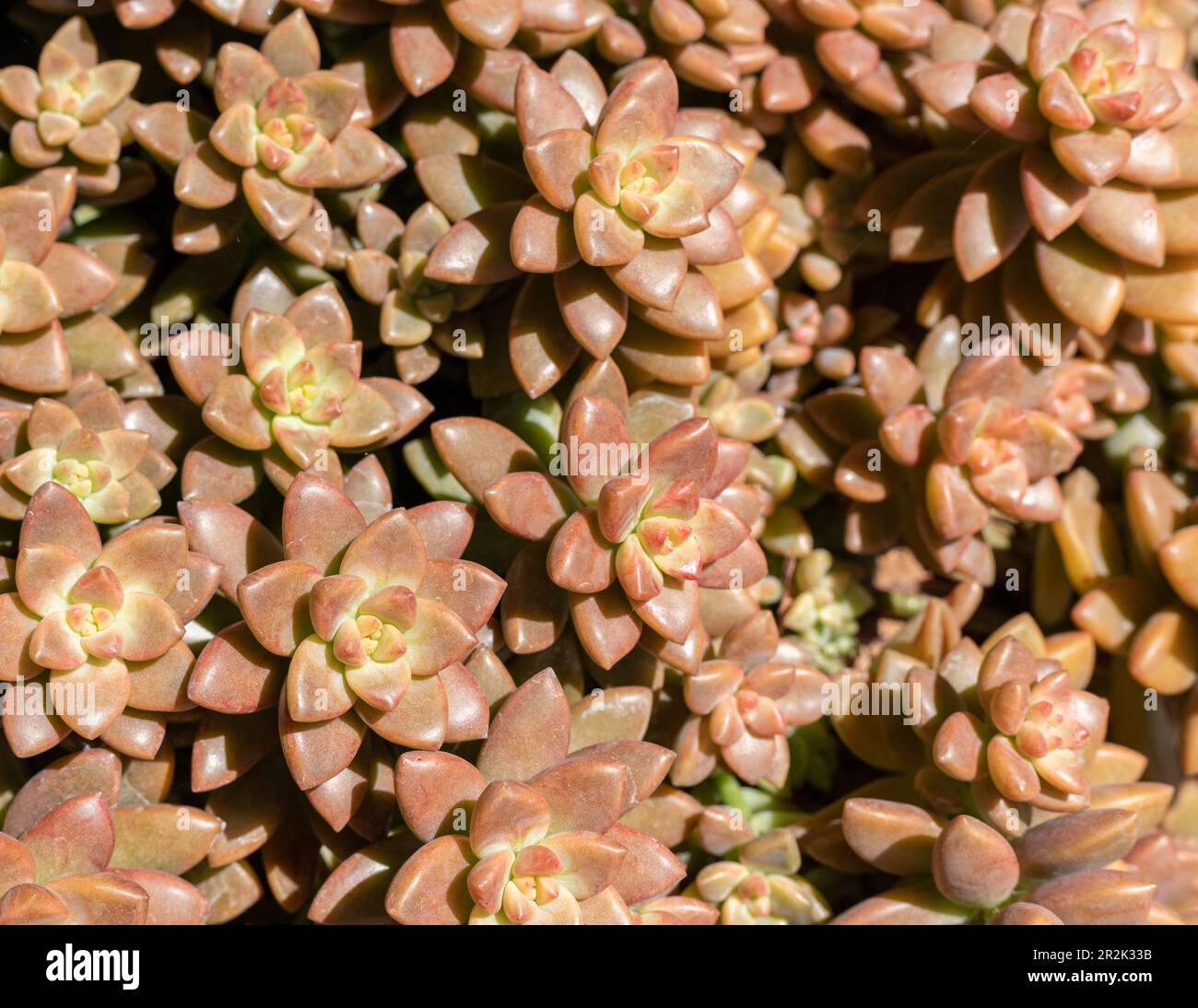 Graptopetalum succulent plant closeup view Stock Photo