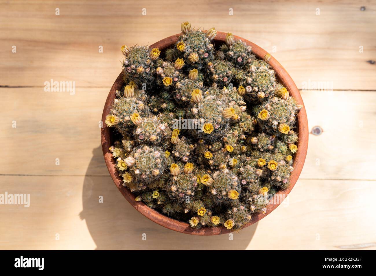 Mammillaria prolifera Texas nipple cactus high angle view Stock Photo