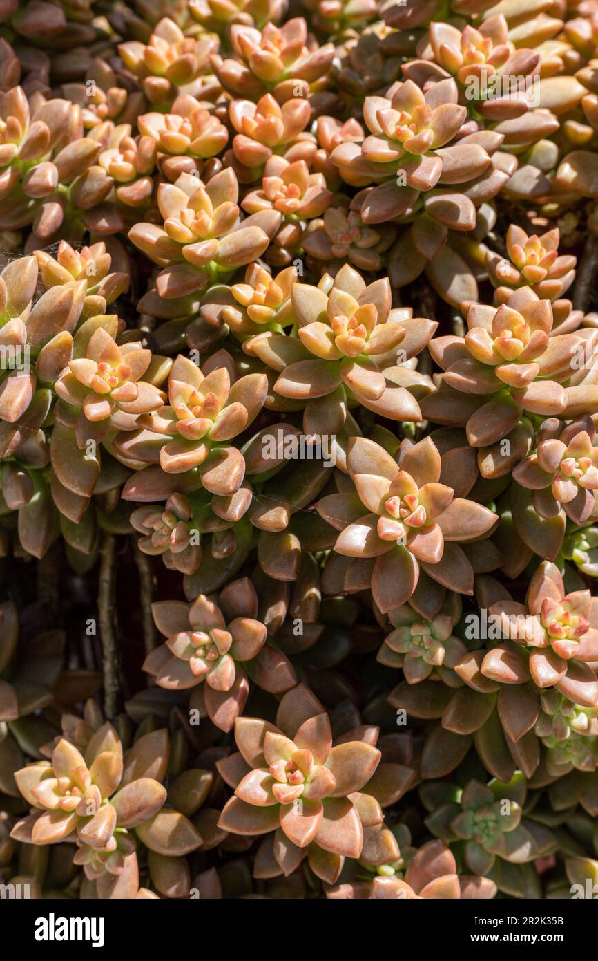 graptopetalum paraguayense bronze succulent closeup Stock Photo