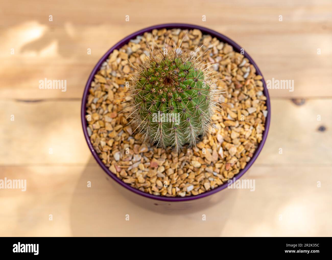 Cactus kaktus hi-res stock photography and images - Alamy