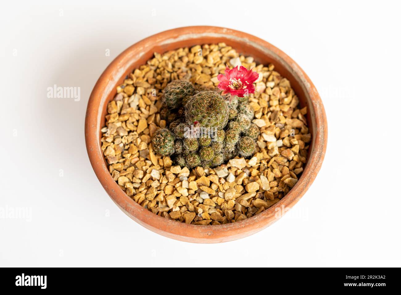 High angle view of a rebutia flowering cactus on isolated white background Stock Photo