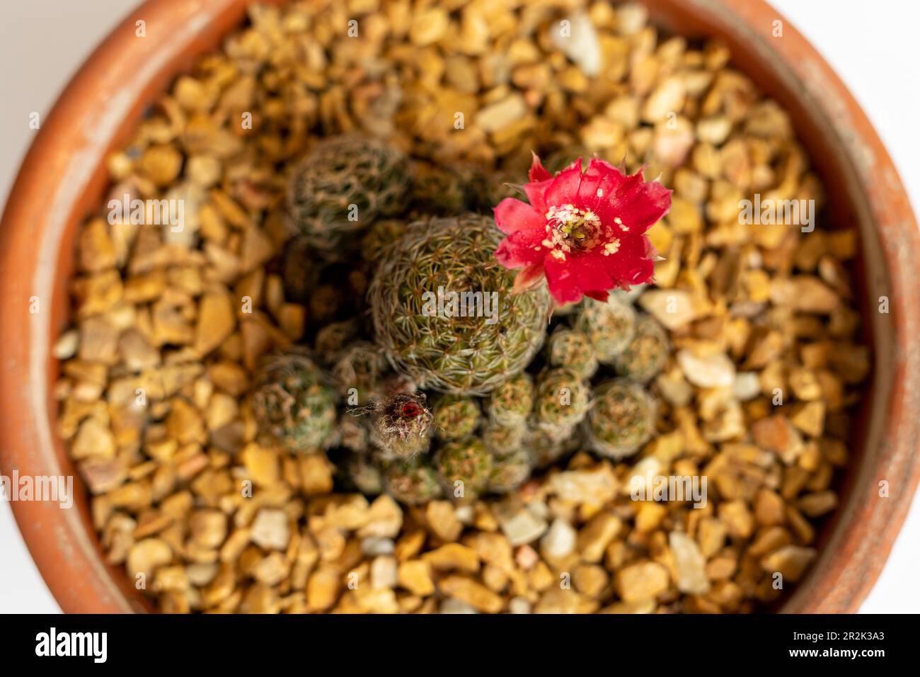 Beautiful flower of a Rebutia cactus in early summer. selective focus Stock Photo