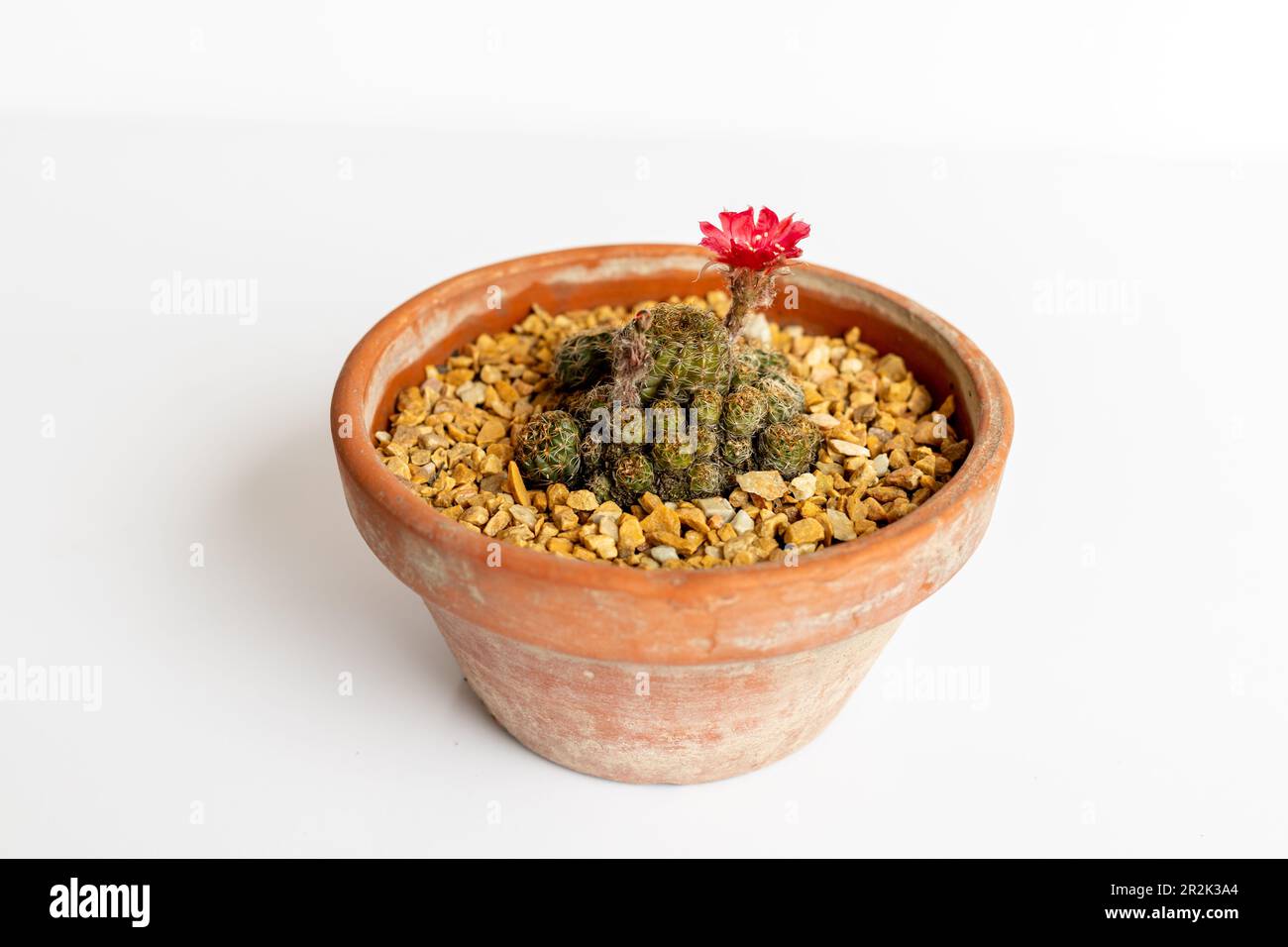 Rebutia albopectinata blooming cactus in pot on isolated white background Stock Photo