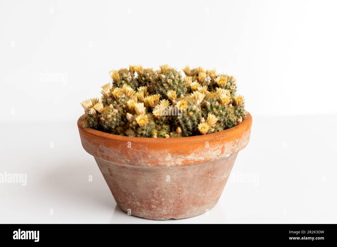 Mammillaria prolifera cactus in a pot on isolated on white background Stock Photo