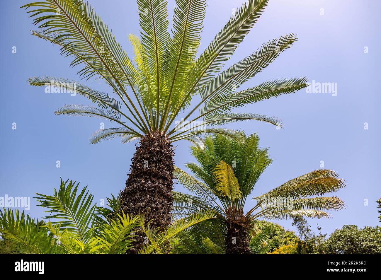 Queen sago, sago palm fern, Cycas circinalis Stock Photo