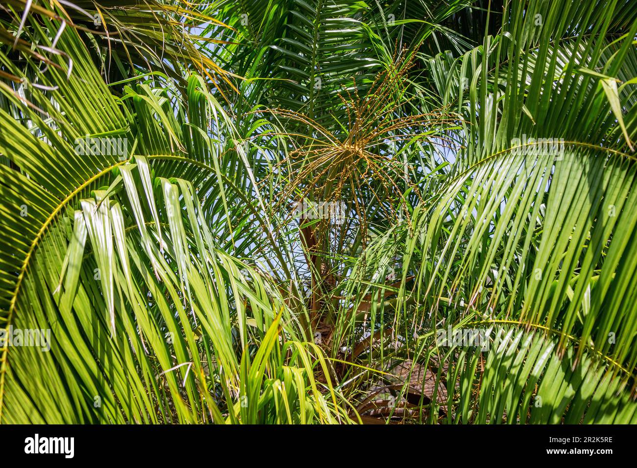 Romanzoffian coconut palm, Syagrus romanzoffiana Stock Photo