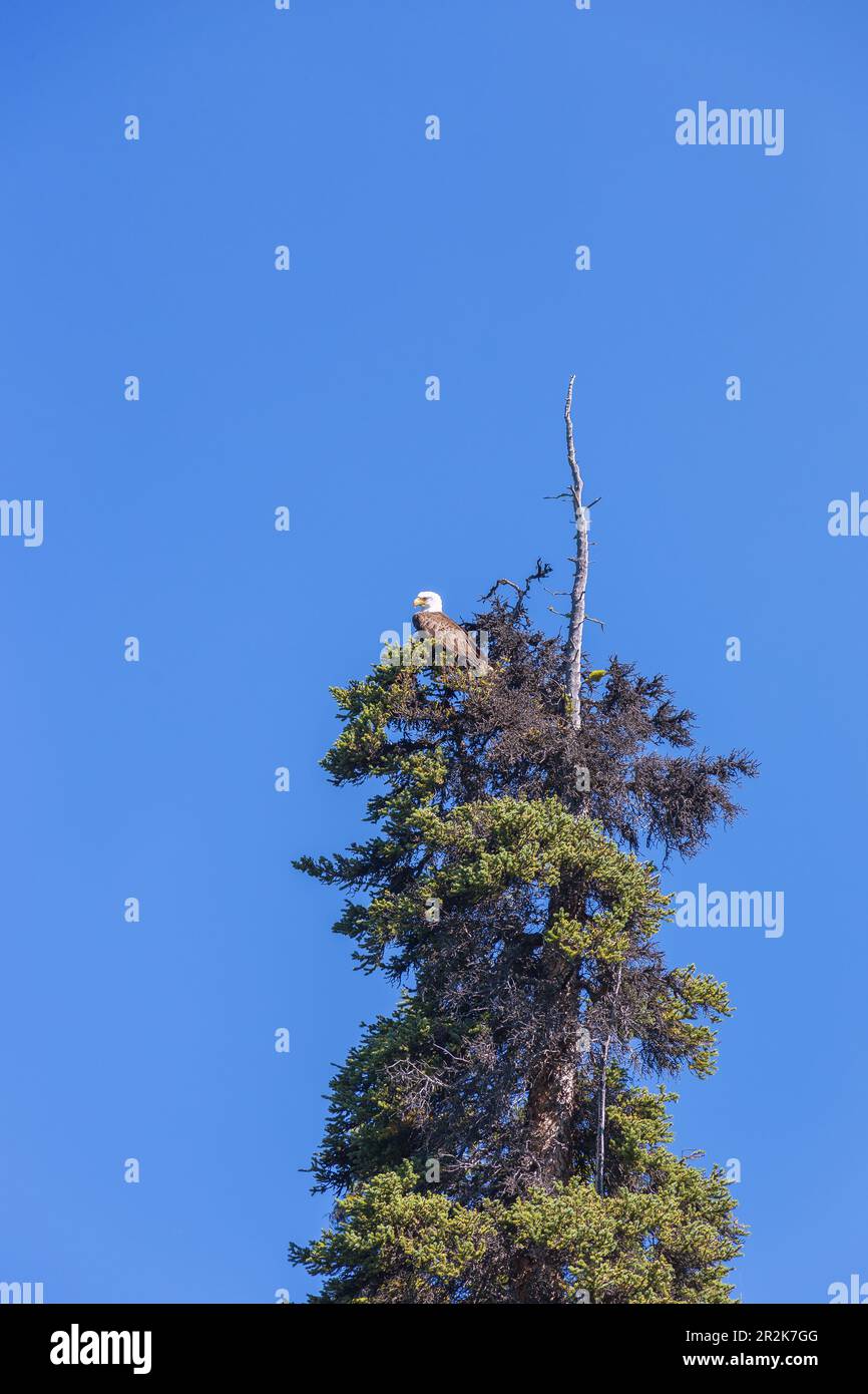 Jasper National Park, Bald Eagle Stock Photo Alamy