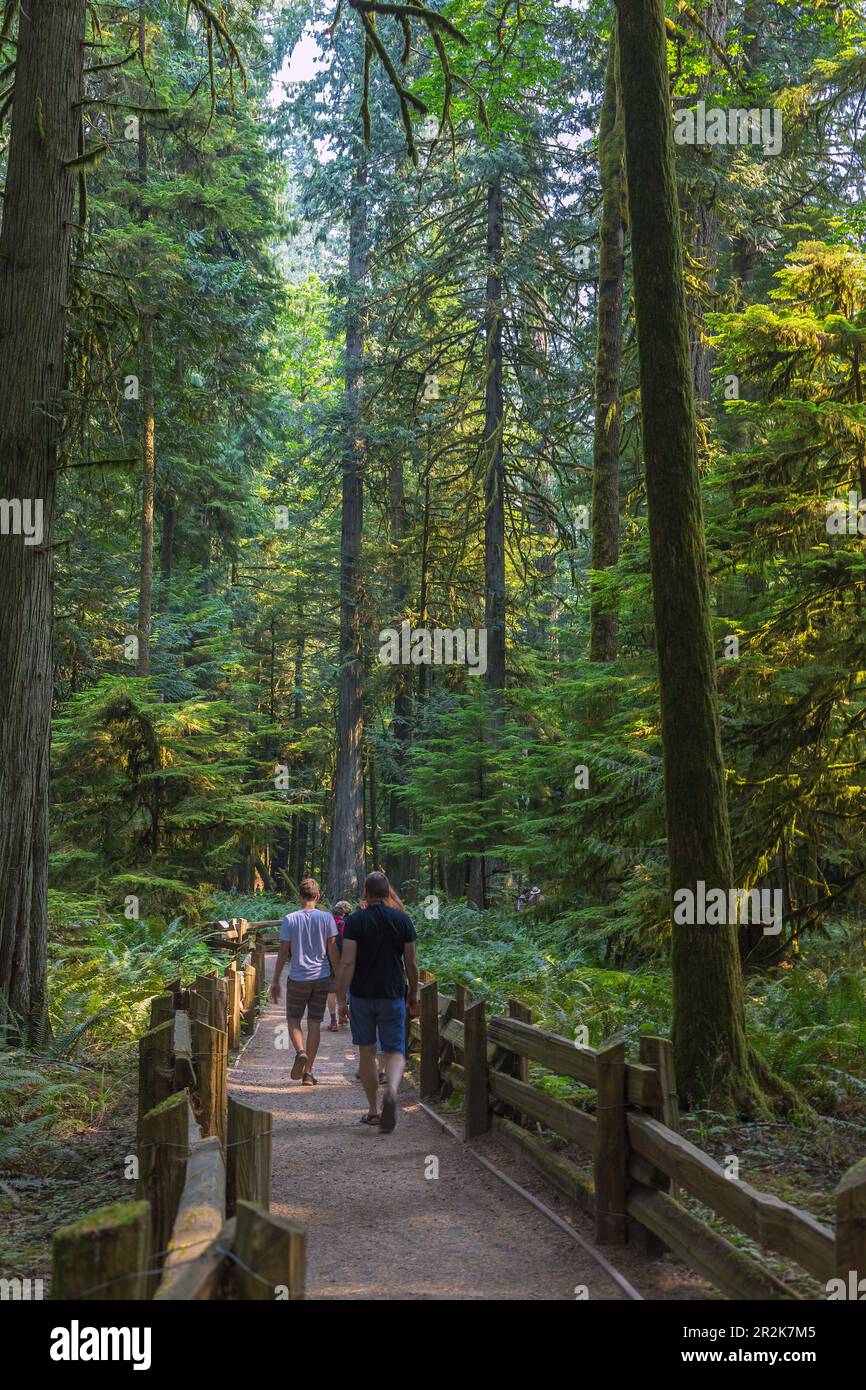 Vancouver Island; MacMillan Provincial Park, Cathredal Grove Trail Stock Photo