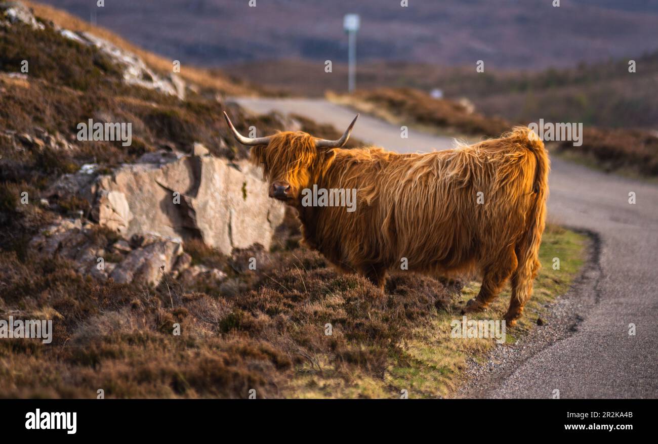 Scottish Highland Cow on the Isle of Skye, Scotland with copy space ...
