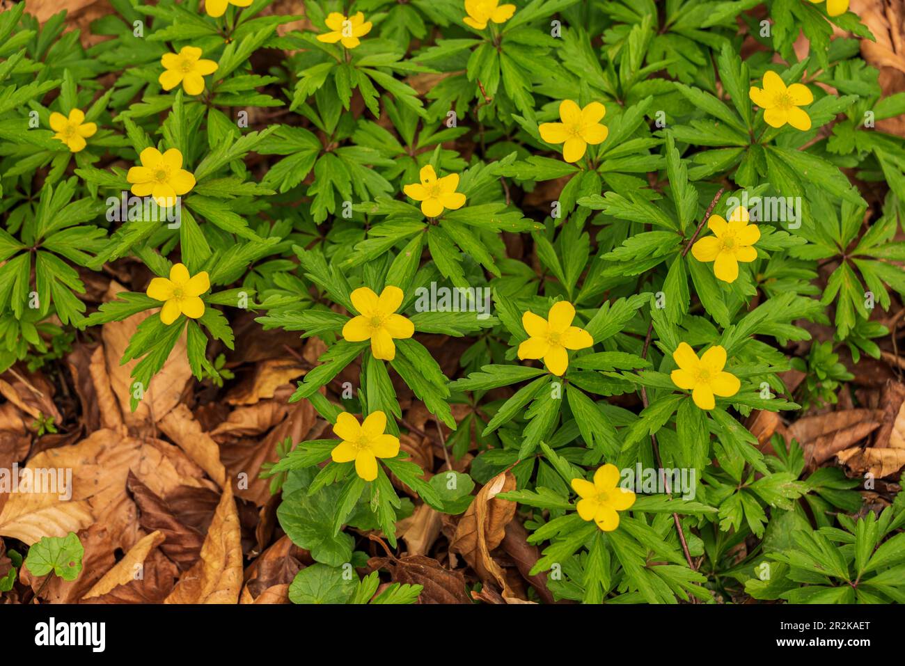 Group of flowering yellow anemones (Anemonoides ranunculoides) in a springtime forest. Suitable as a natural spring background. Stock Photo
