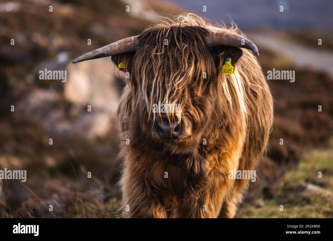 Highland cow in field facing the camera, Scotland Stock Photo - Alamy