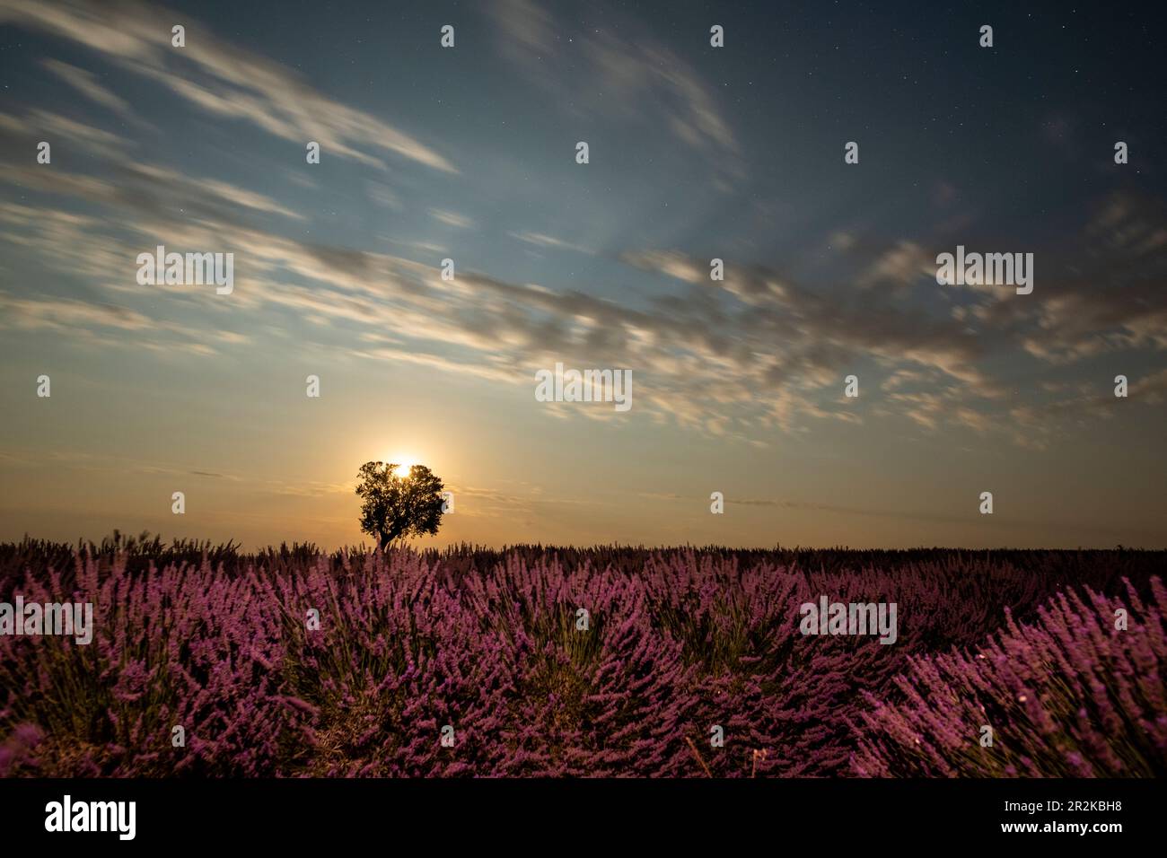 Fields of lavender in full bloom under a full moon in the Valensole plateau with mature tree standing solo. Stock Photo