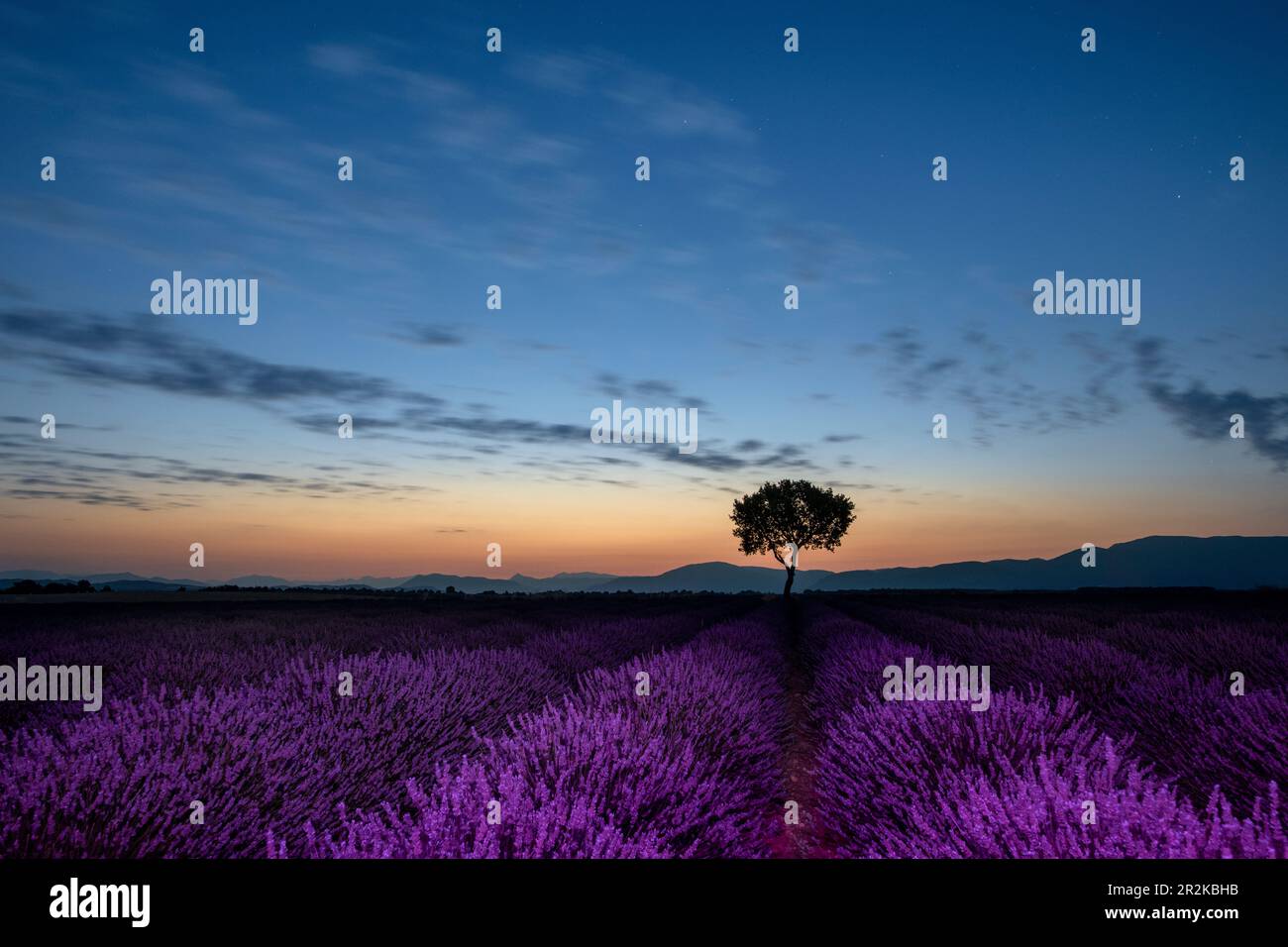 Fields of lavender in full bloom under a full moon in the Valensole plateau with mature tree standing solo. Stock Photo