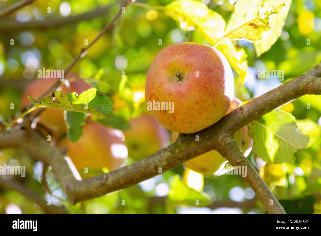 ripe apples on the tree Stock Photo