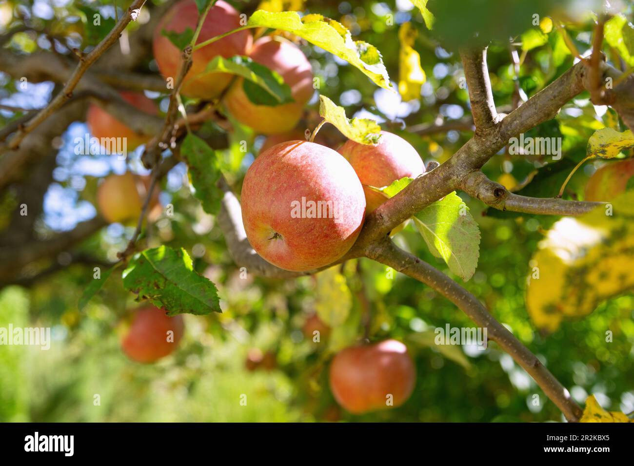 ripe apples on the tree Stock Photo