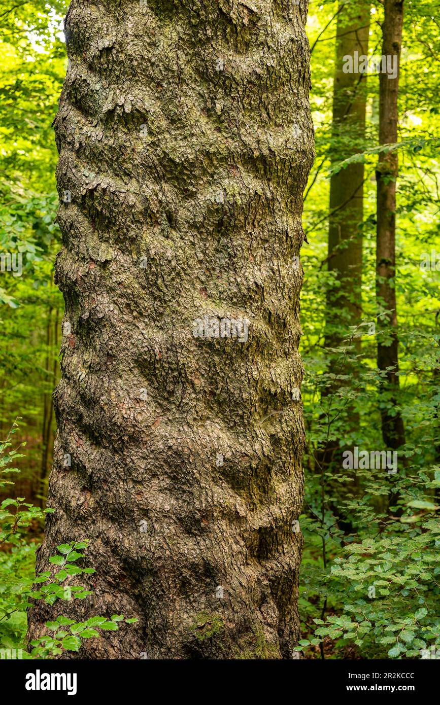 Close-up of the mighty trunk of a huge old silver fir (Abies alba) in a forest Stock Photo