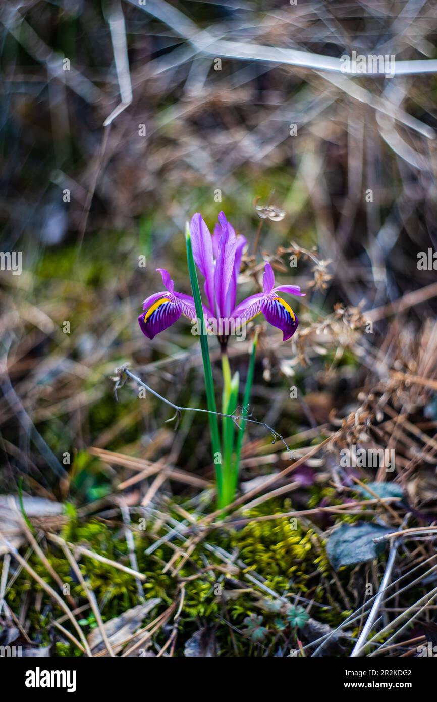 Flower of wild puple iris plant in the forest Stock Photo - Alamy
