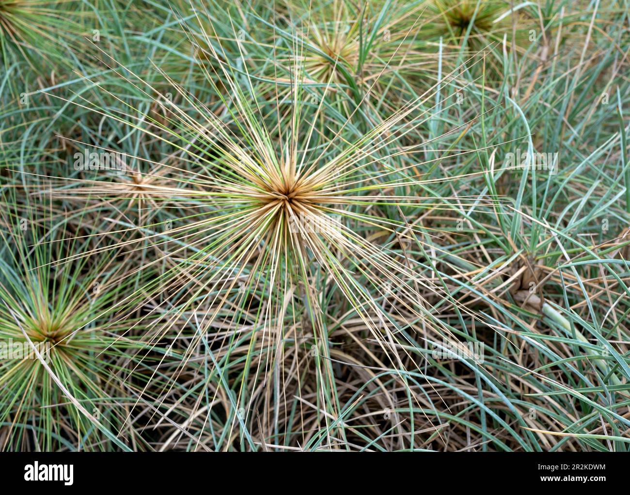 Spinifex longifolius, known as beach spinifex, a perennial grass grows in sandy regions along the seacoast Stock Photo