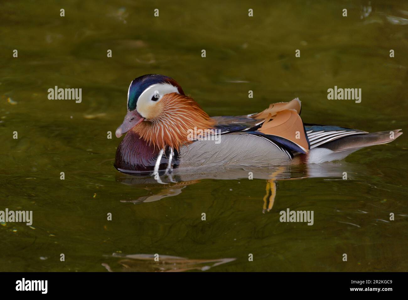 Mandarin Duck swimming in Germany Stock Photo Alamy