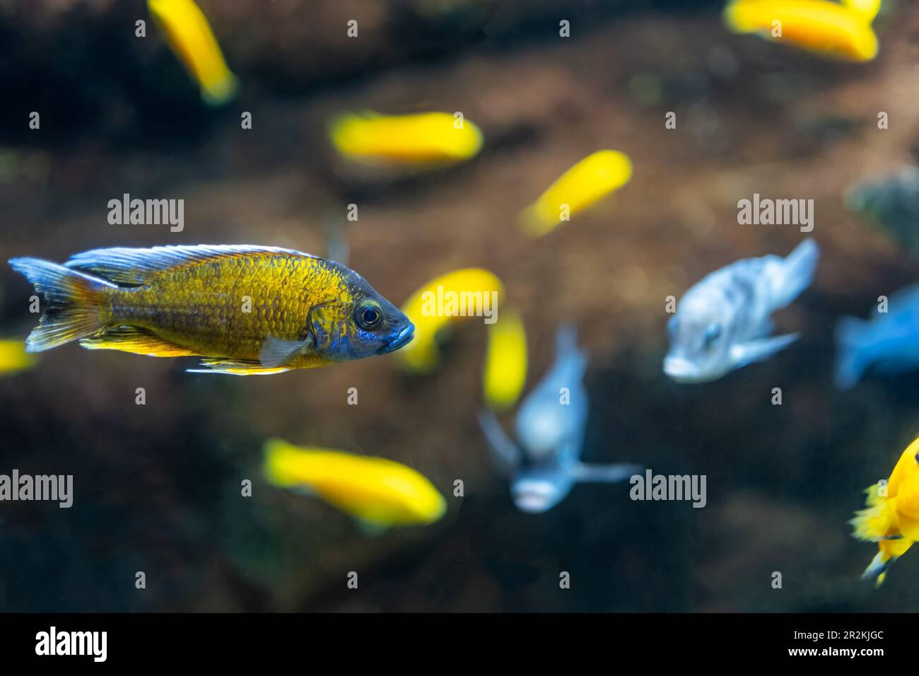 Two Freshwater aquarium fish yellow and red. Black tetra, Gymnocorymbus ternetzi in the pond. Stock Photo