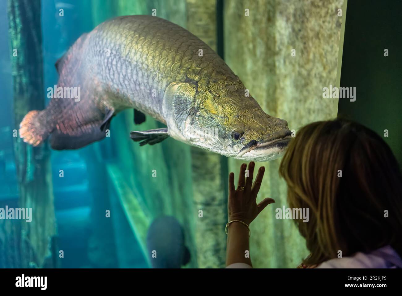 Huge catfish silurus in a fish tank looking at a tourist woman who puts her hand on the glass that separates them. Stock Photo