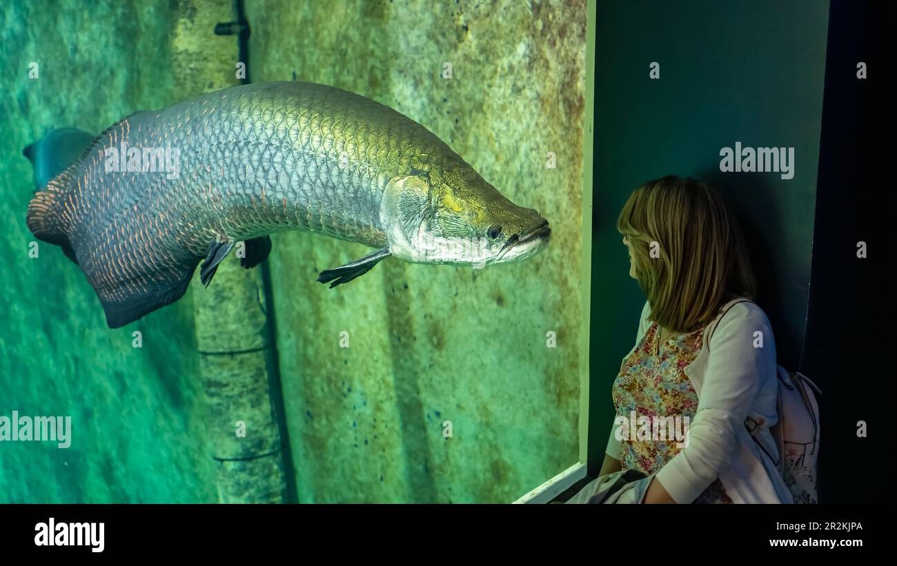 Huge catfish silurus in fish tank looking at a tourist woman who looks at him admiring his size. Stock Photo