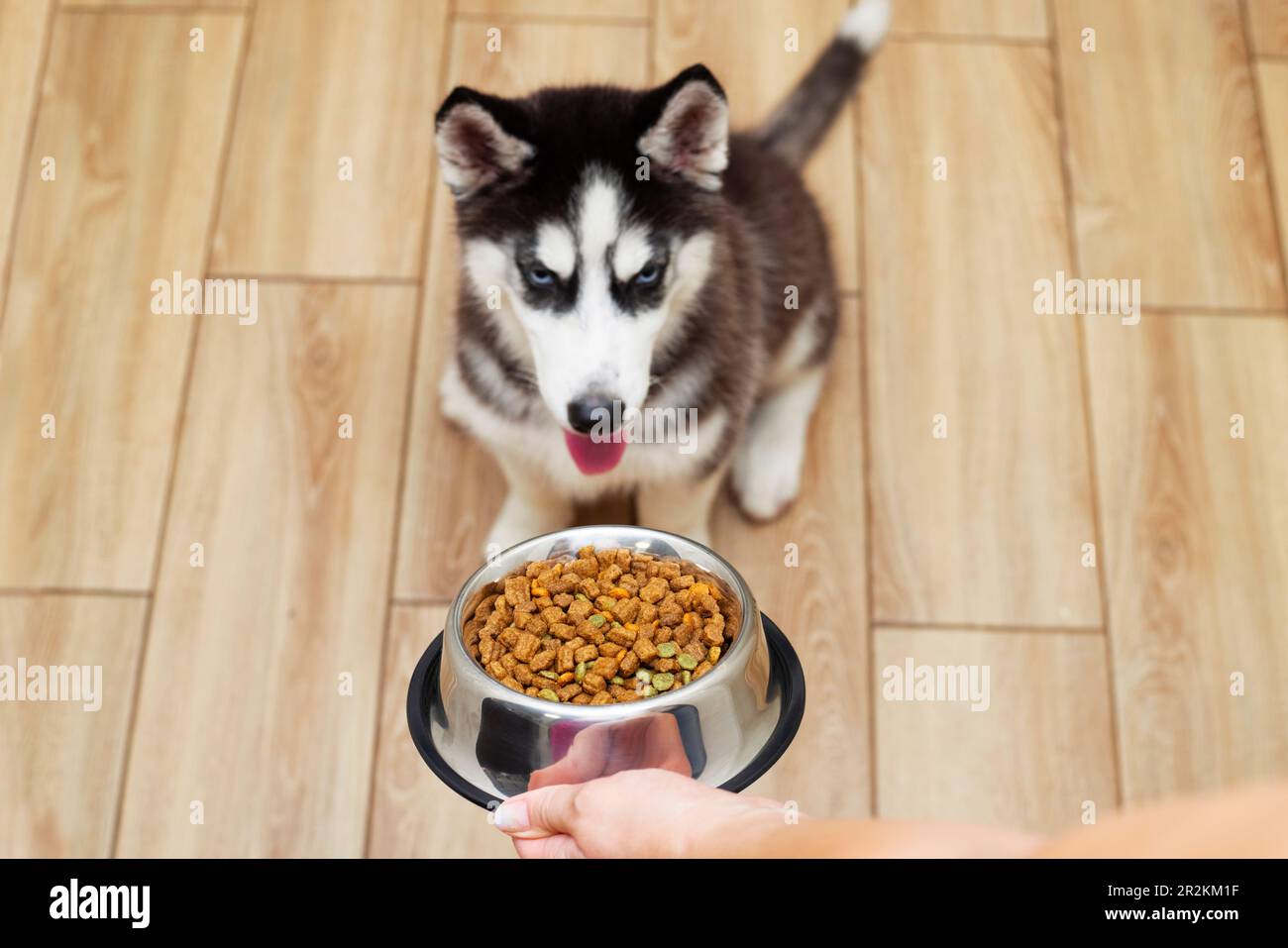 What to feed a husky top