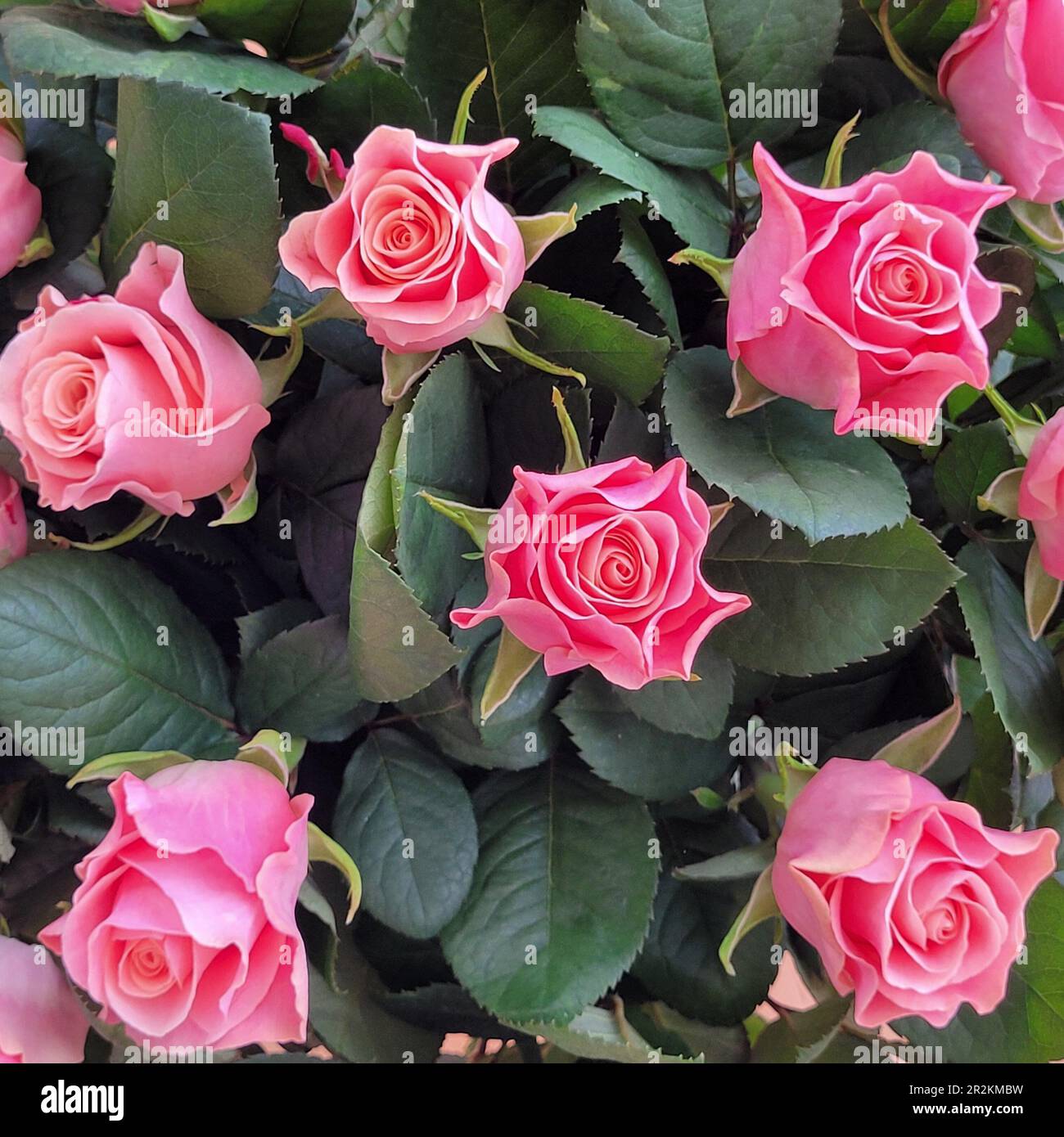 My Image 15