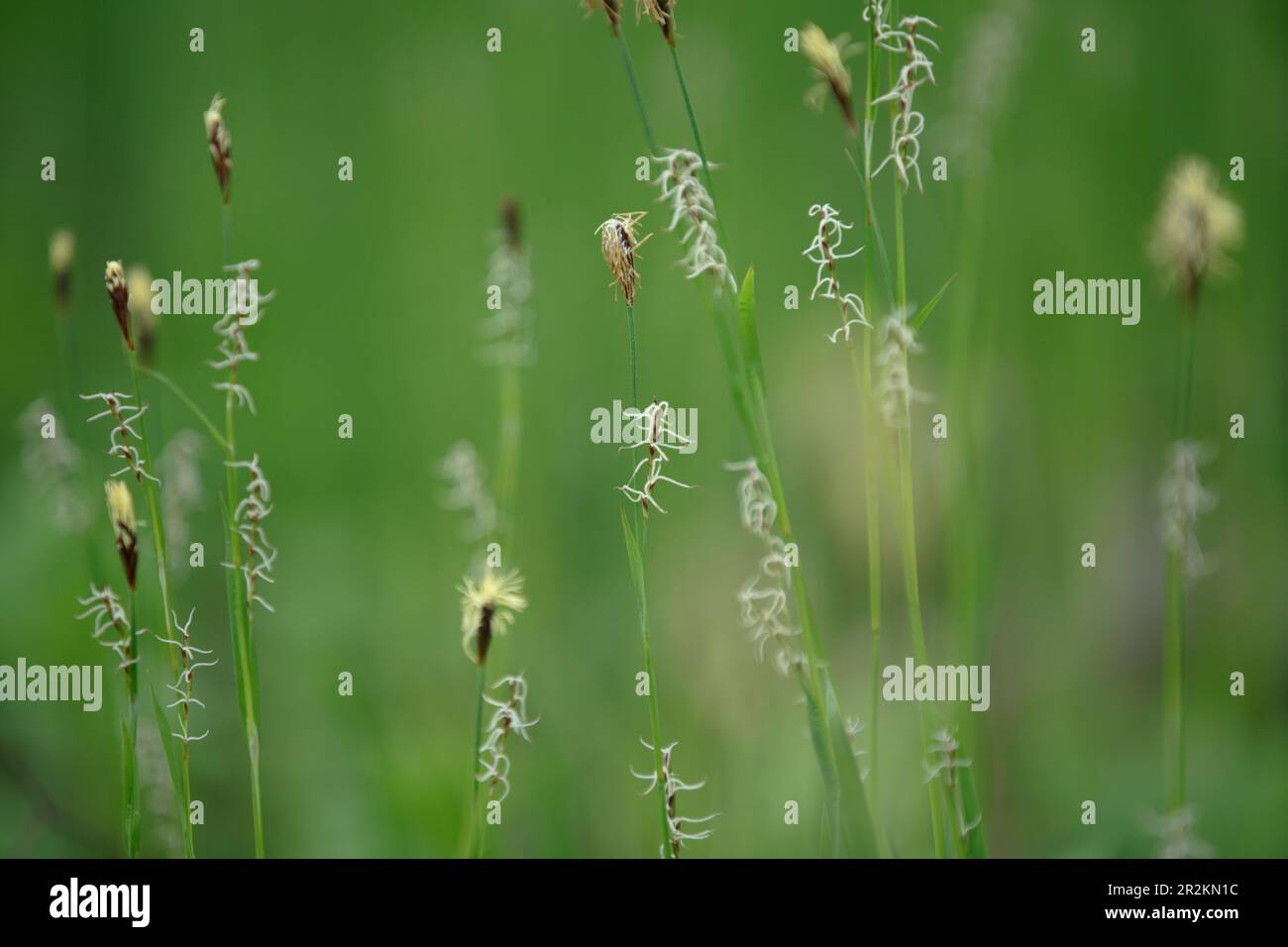 Sedge. Carex cespitosa. Young green grass. Spring grass, weed on a blurry natural background. Flowering fluffy spikelets of sedge. Stock Photo
