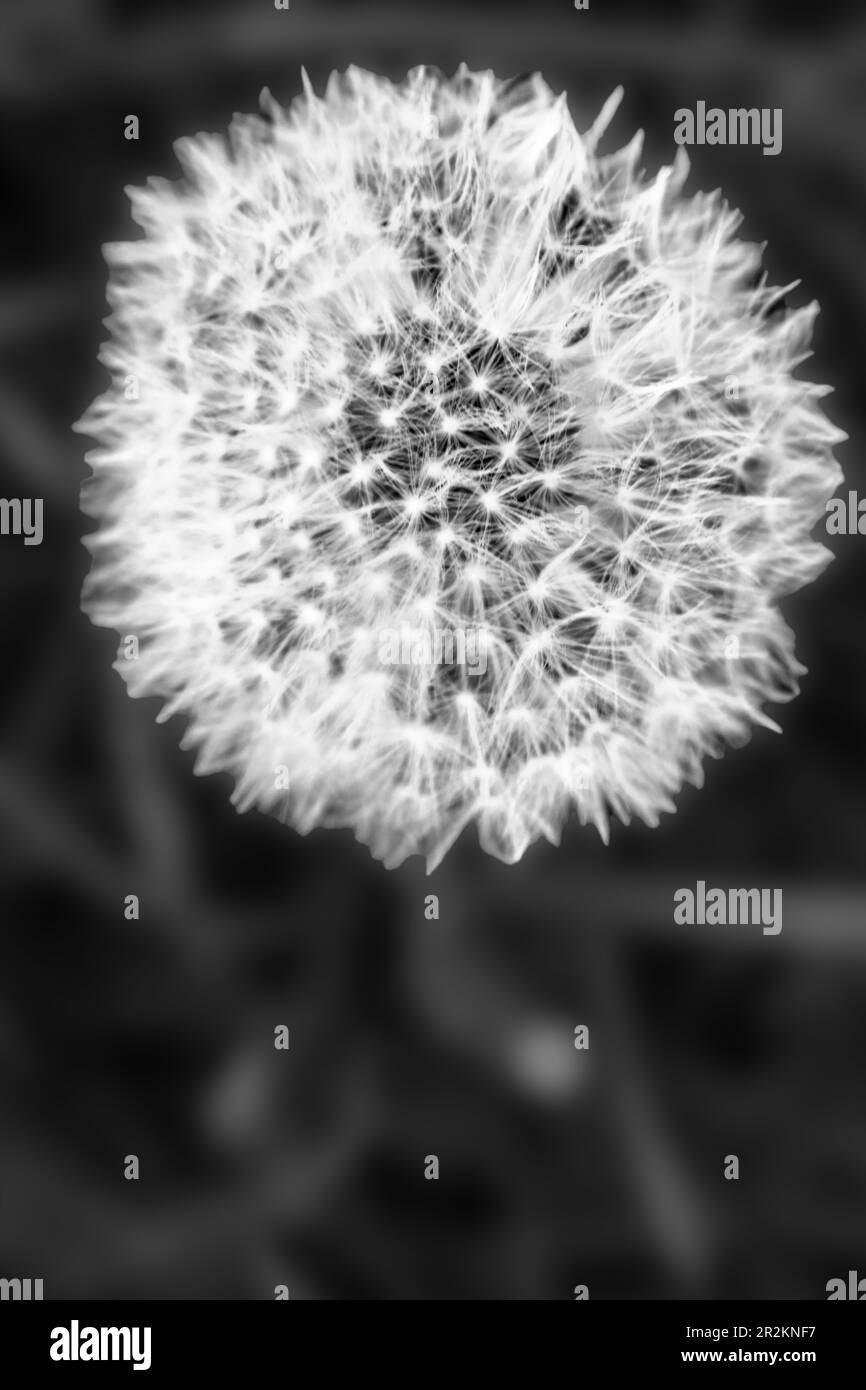 Garden dandelion flower Black and White Stock Photos & Images - Alamy