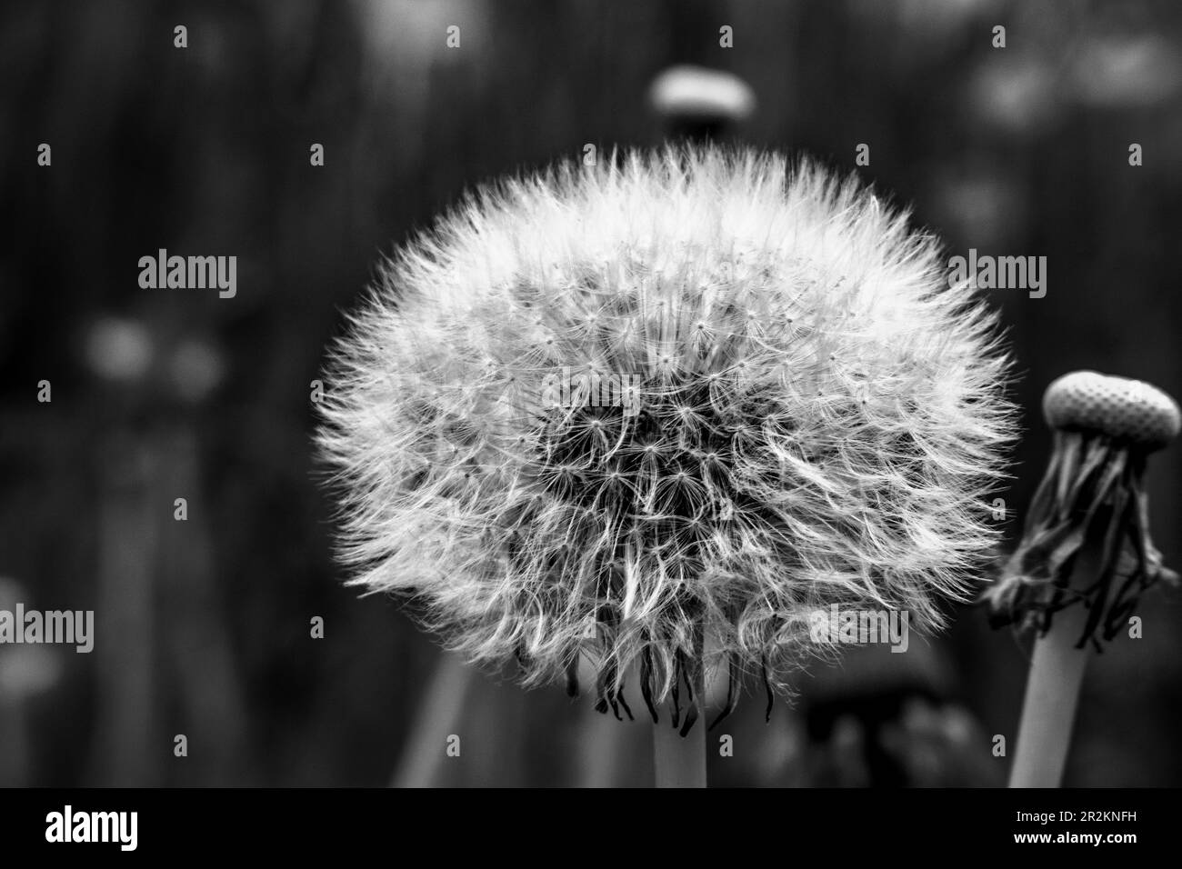 Garden dandelion flower Black and White Stock Photos & Images - Alamy
