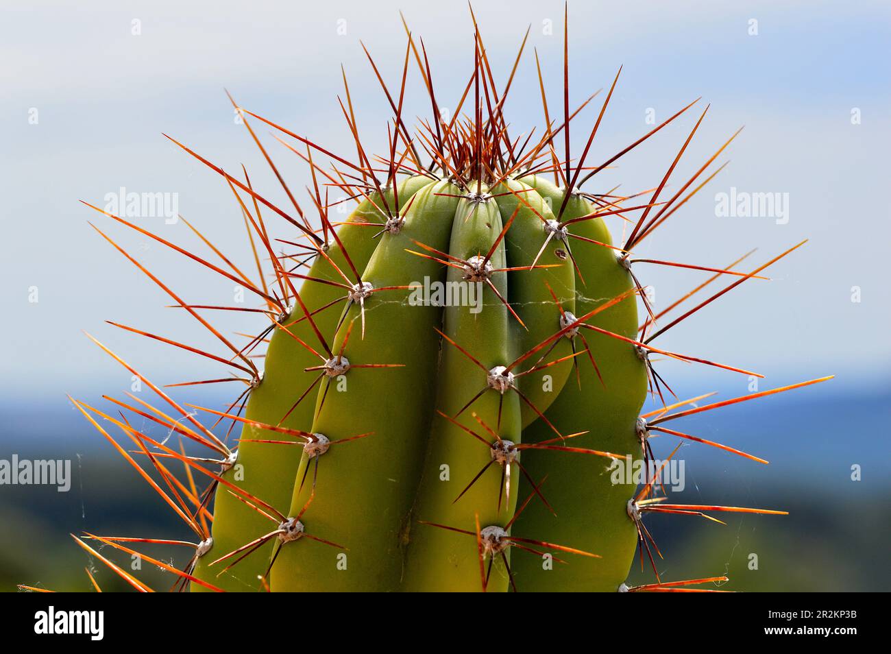 Cactus Stock Photo