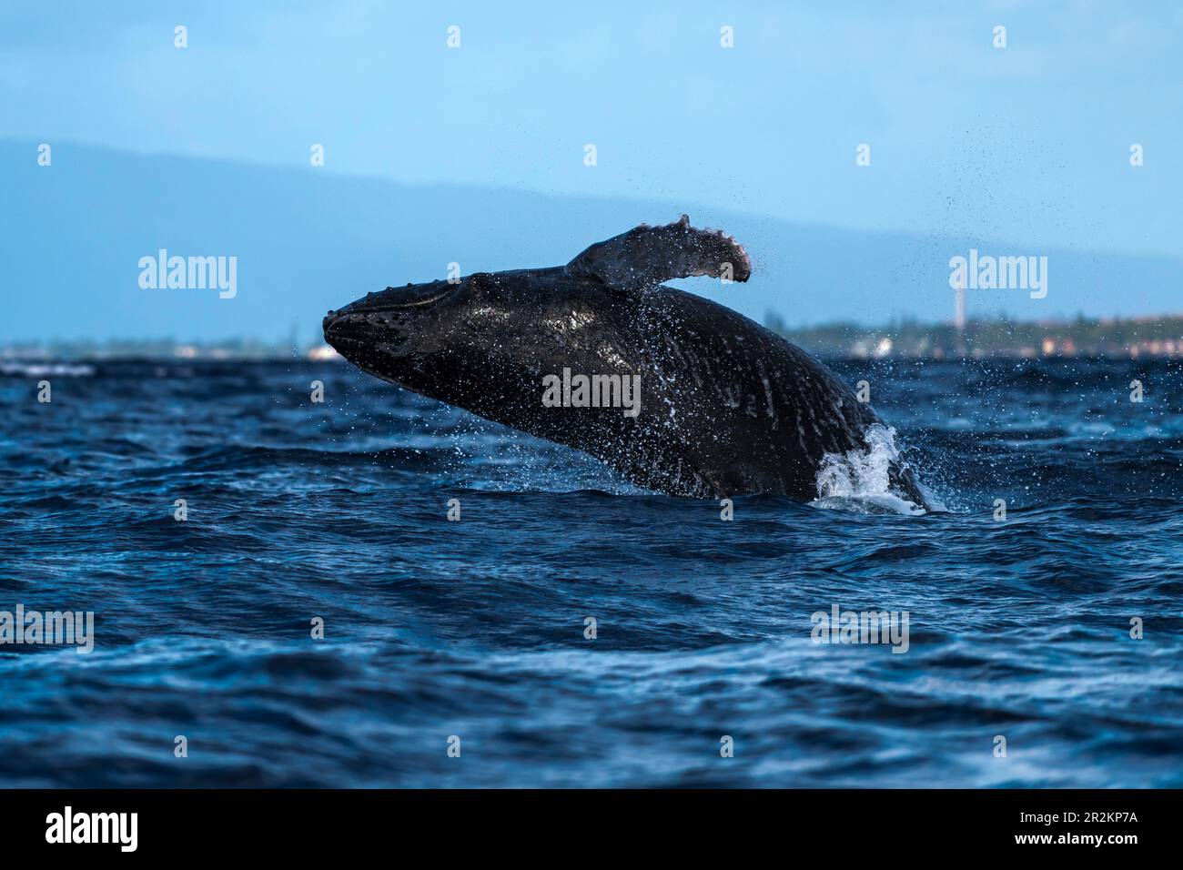 Humpback whale breaching. Hawaii, Maui, Lahaina, 01/19, Winter Stock Photo