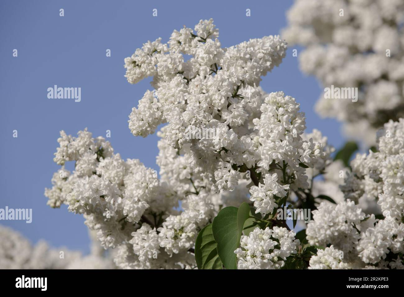 A bush of white lilac. Beautiful white flowers on a blue sky background. Lush branches of lilac. White lilac blooms with beautiful flowers Stock Photo