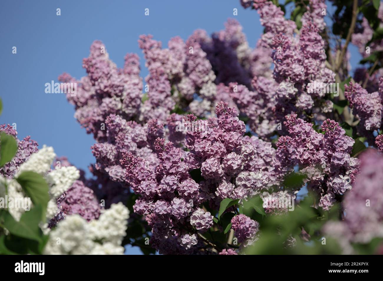 Lilac bush. Branch of lilac branches. Beautiful lilac flowers. Purple common lilac blossom beautiful flowers. Bright blooms of spring lilacs bush Stock Photo
