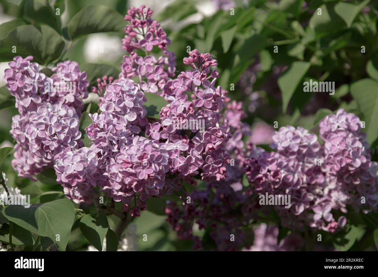 Lilac bush. Branch of lilac branches. Purple common lilac blossom beautiful flowers. Beautiful Lilac flowers. Bright blooms of spring bush Stock Photo