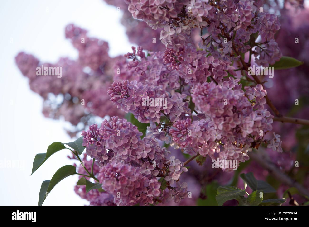 Lilac bush. Branch of lilac branches. Beautiful Lilac flowers. Purple common lilac blossom beautiful flowers. Bright blooms of spring bush Stock Photo