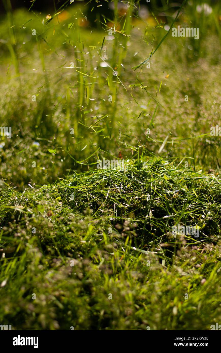 Green grass ground hi-res stock photography and images - Alamy