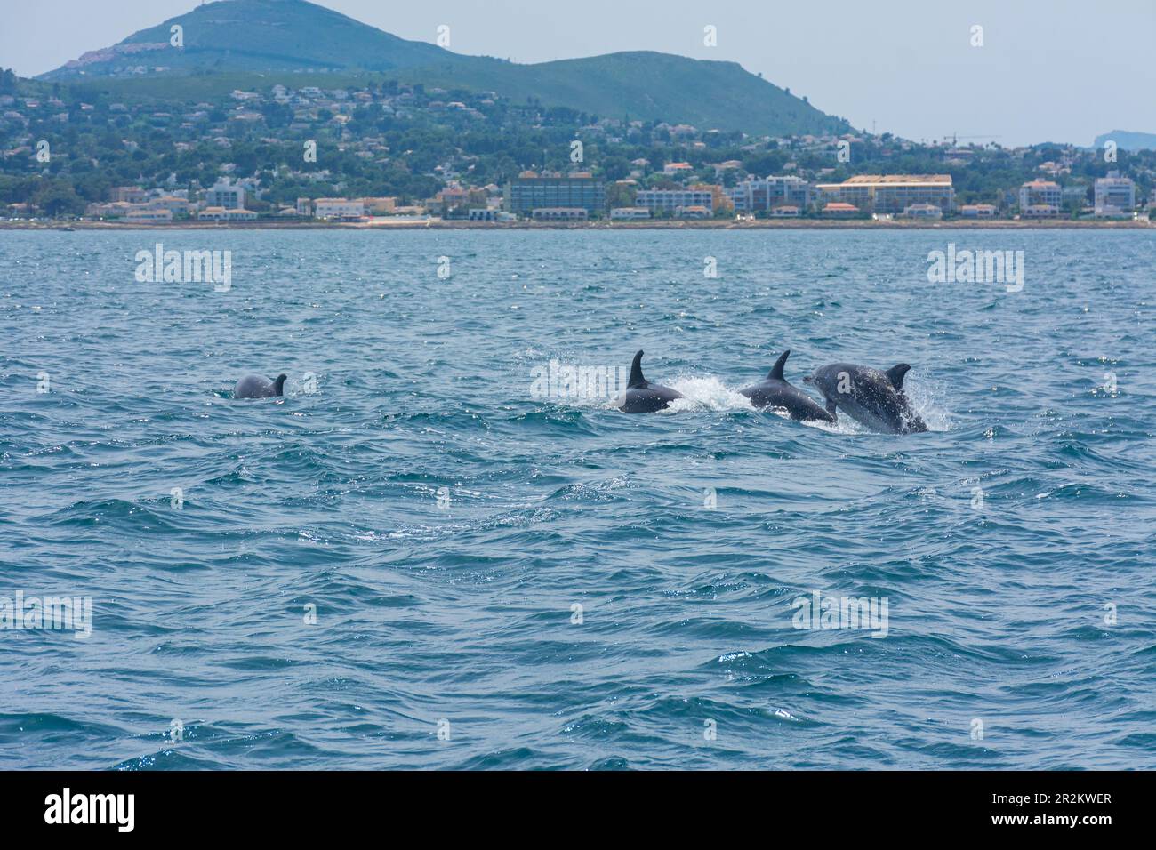 Dolphins off the coast of Javea, in Alicante, Spain, from the sea sailing in a boat Stock Photo