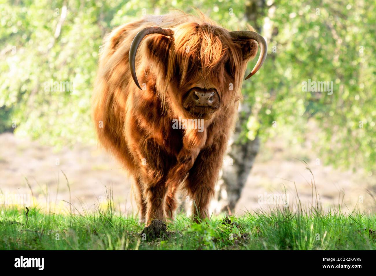 Scottisch Highlander looking to the camera on  at the  Dutch nature reserve Mookerheide in the province of Limburg, the Netherlands Stock Photo