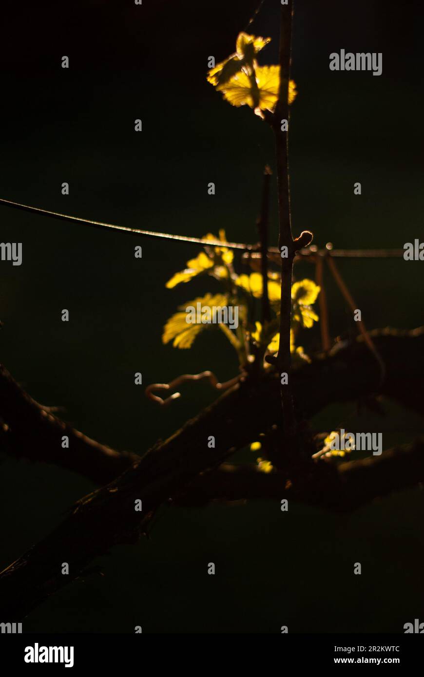 Green grape leaves in the light of sun in the morning Stock Photo - Alamy