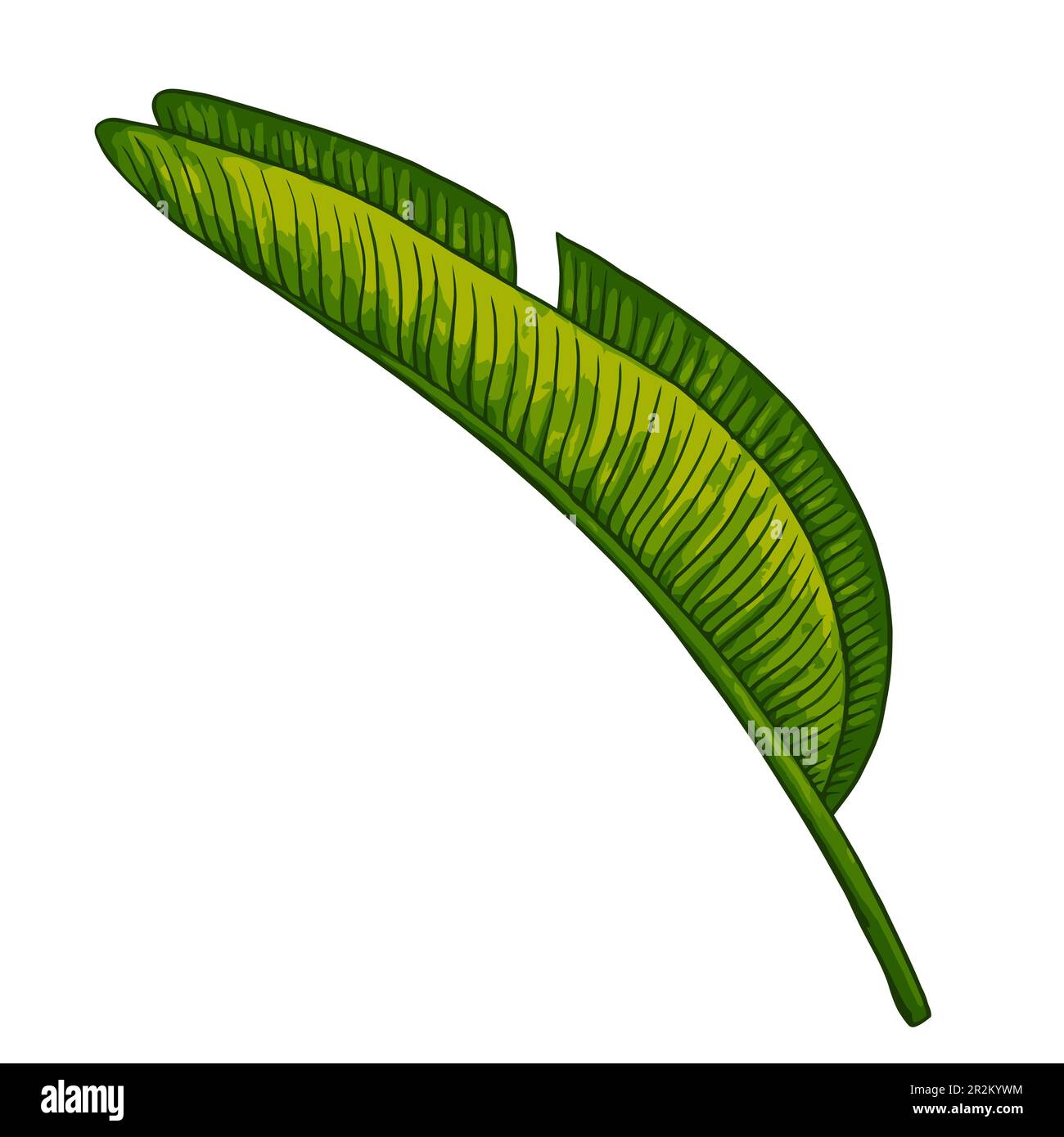 Jungle Leaves Clip Art Jungle Illustration Plant Leaves