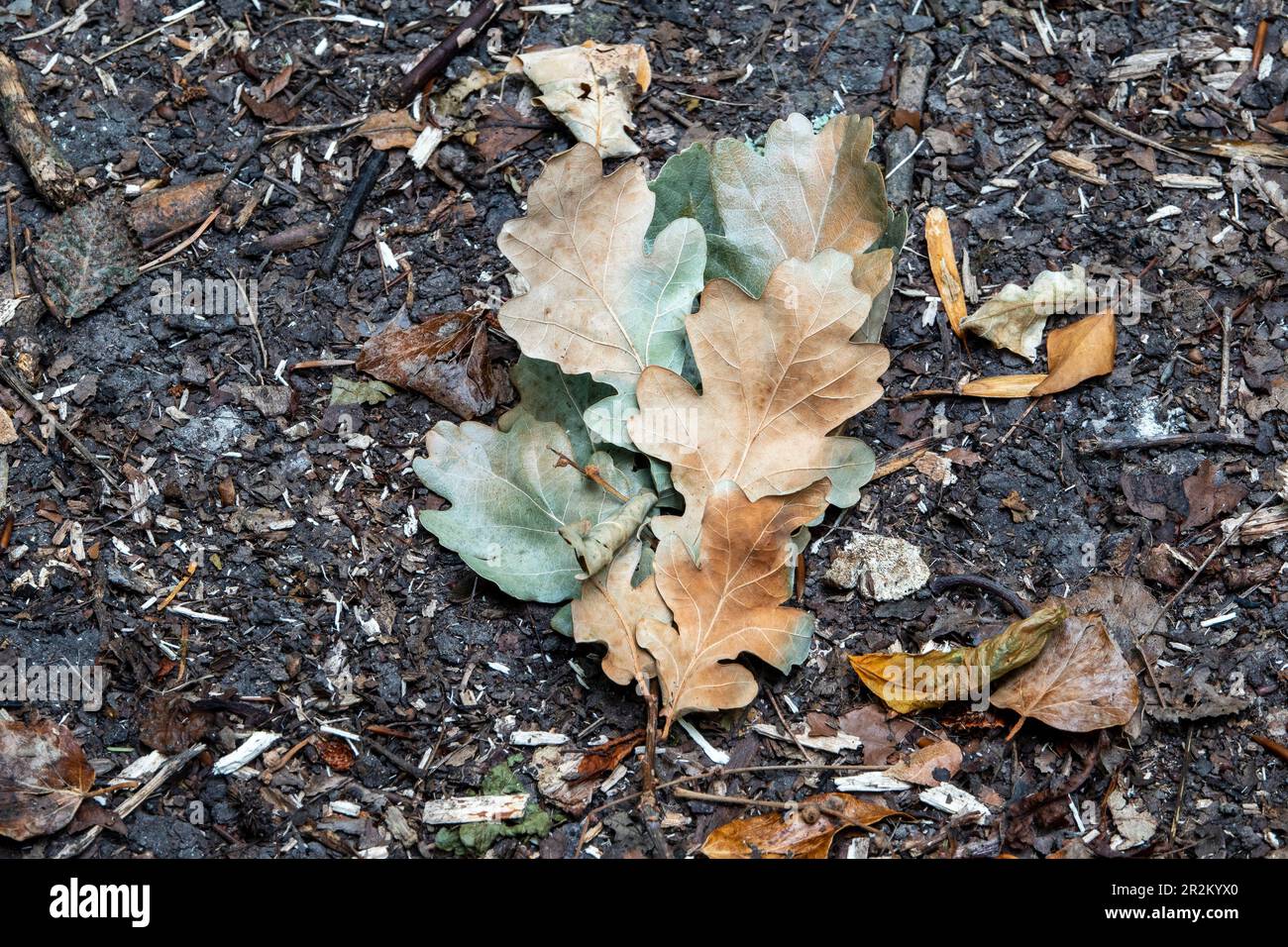 A small collection of dried oak leaves on a forest floor fading from green to brown Stock Photo