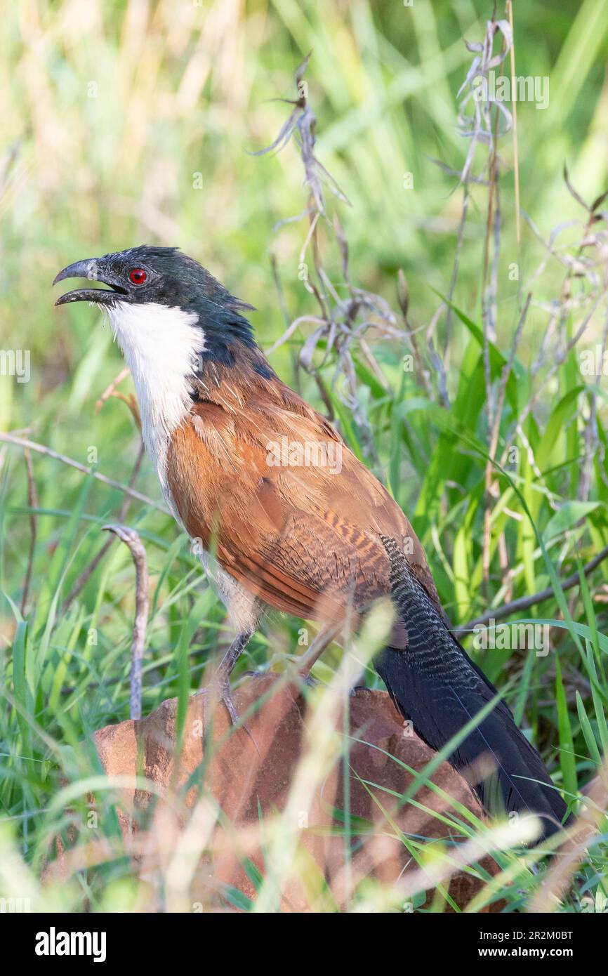 Burchell's Coucal (Centropus burchellii) calling from a low rock in savannah grassland, Limpopo, South Africa Stock Photo