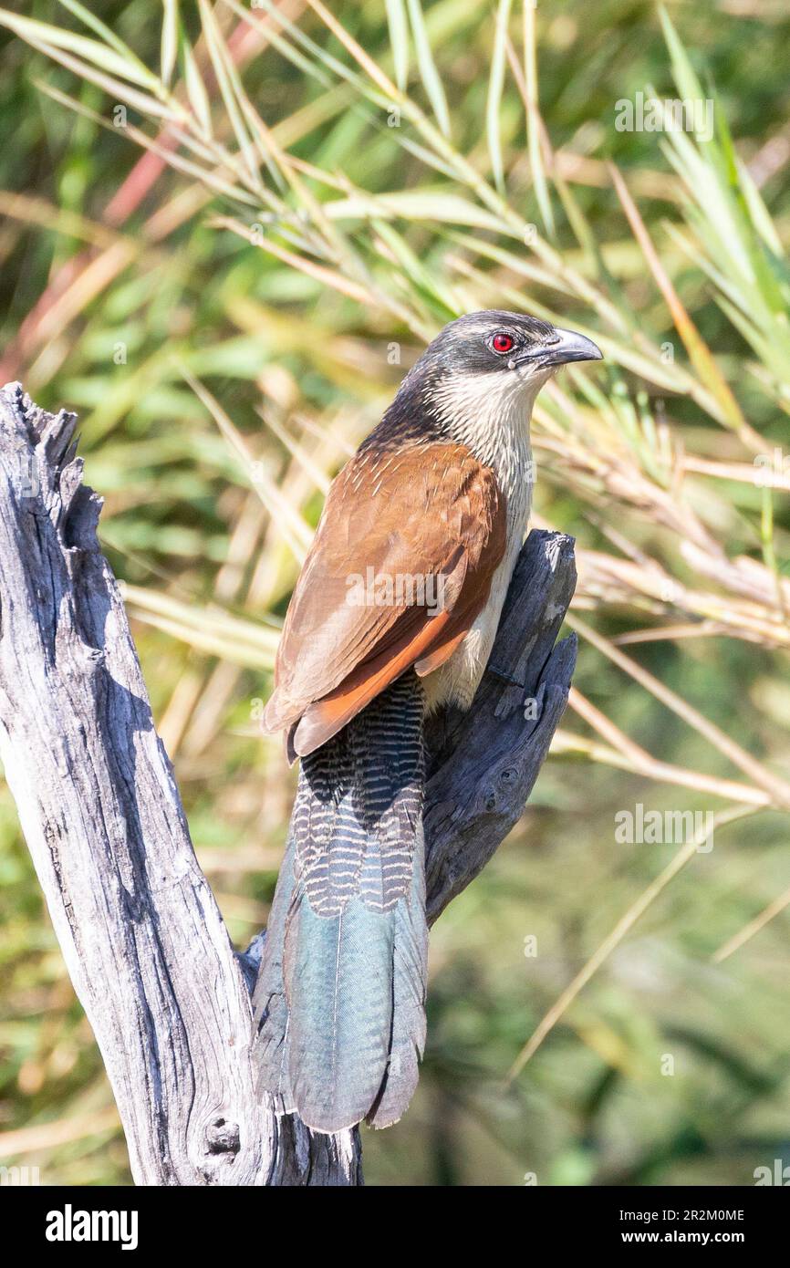 Burchell's Coucal (Centropus burchellii) perched overlooking a dam, Limpopo, South Africa Stock Photo