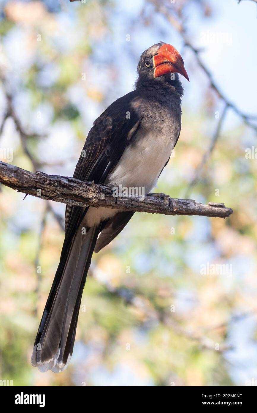 Crowned Hornbill (Lophoceros alboterminatus) , Punda Maria, Kruger National Park, Limpopo, SouthAfrica Stock Photo