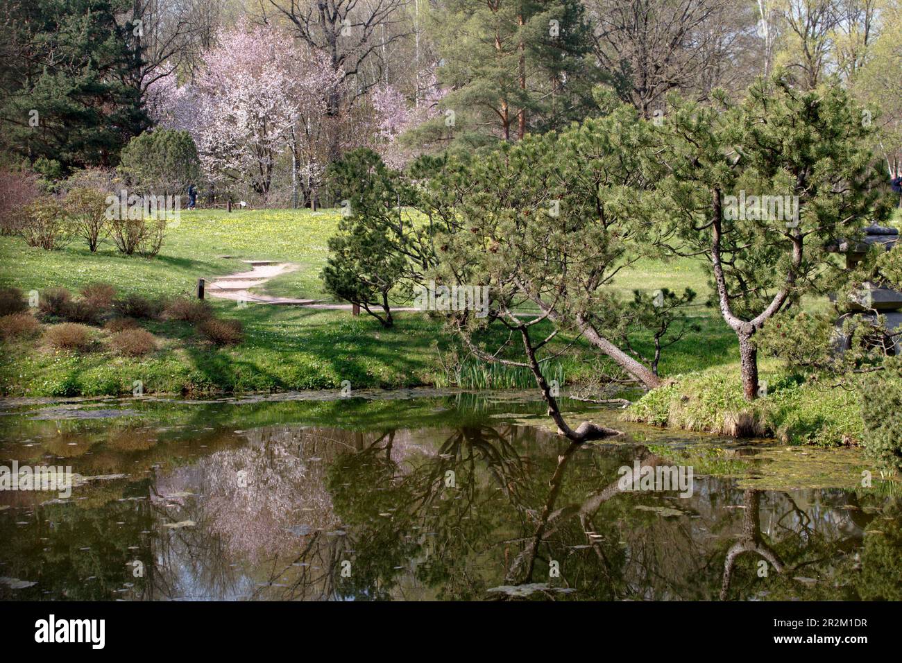 Japanese Garden in the Moscow Botanical Garden. Small pond with pine trees. Blooming sakura trees in the park Stock Photo