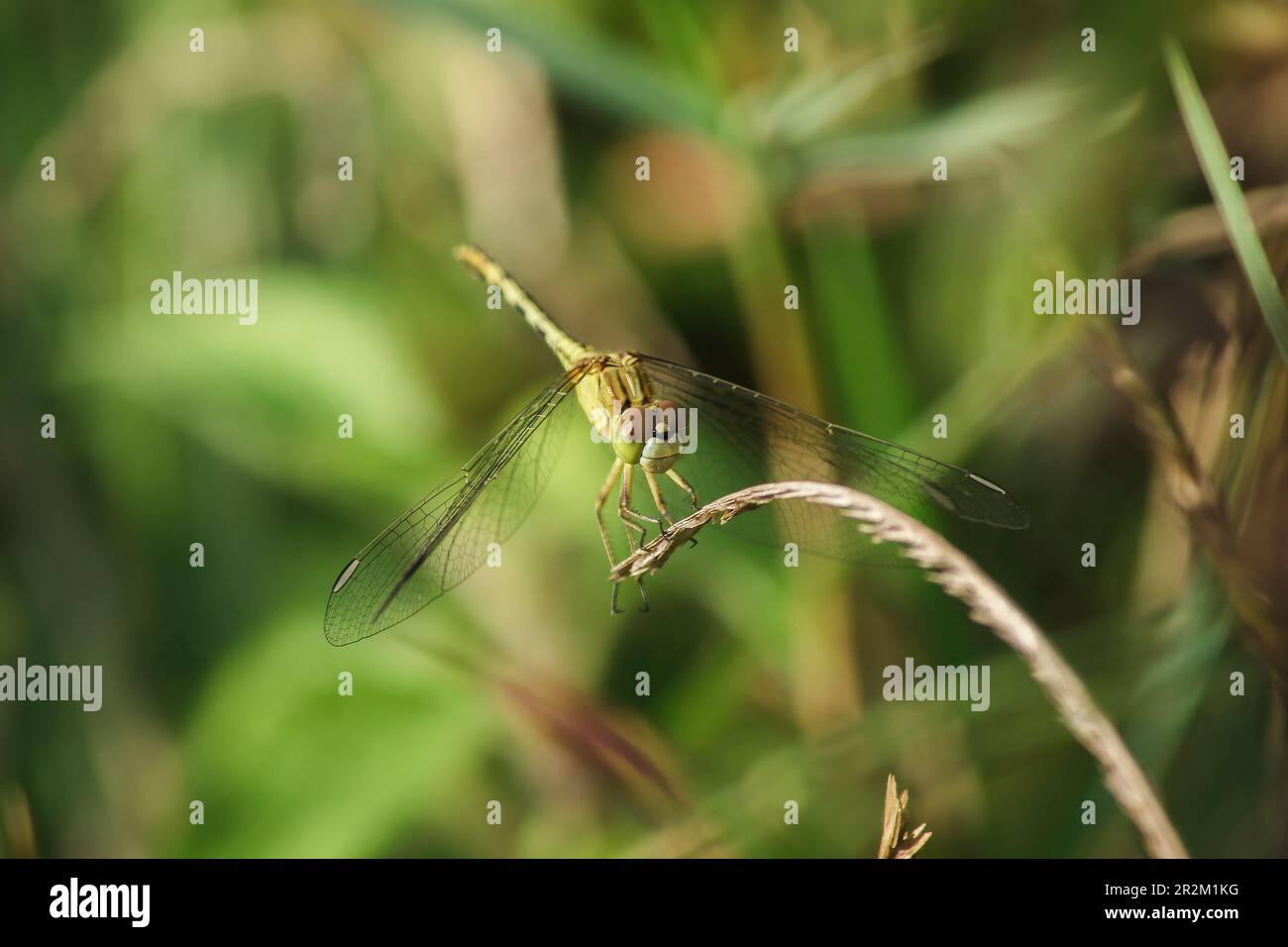 Yellow dragonflies are on the leaves in nature Stock Photo - Alamy