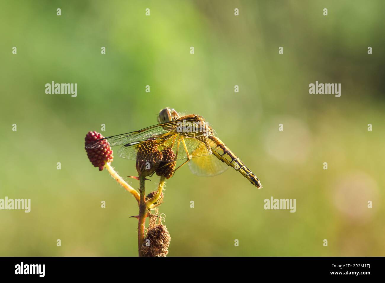 Yellow dragonflies are on the pollen of red flowers in nature Stock ...