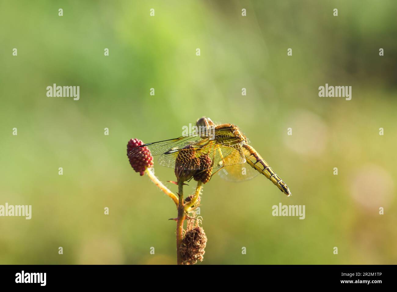 Yellow dragonflies are on the pollen of red flowers in nature Stock ...